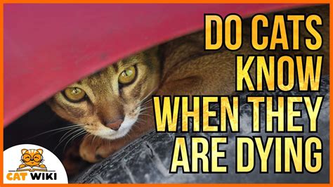 do cats know toys are fake